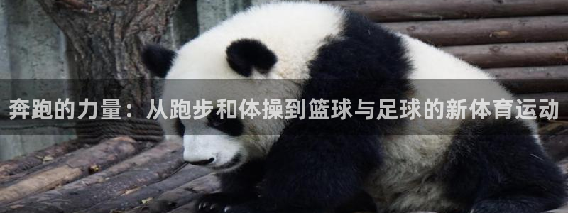 利记官方正版app集团E.ON：奔跑的力量：从跑步和体操到篮